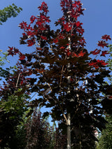 Acer platanoides 'Royal Red' als Pflanze im Beet, erhältlich von 270-330 bis 450-650 cm; Einsatz: ;;ab 387,00 Euro