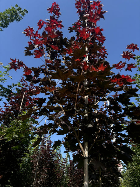 Acer platanoides 'Royal Red' als Pflanze im Beet, erhältlich von 270-330 bis 450-650 cm; Einsatz: ;;ab 387,00 Euro
