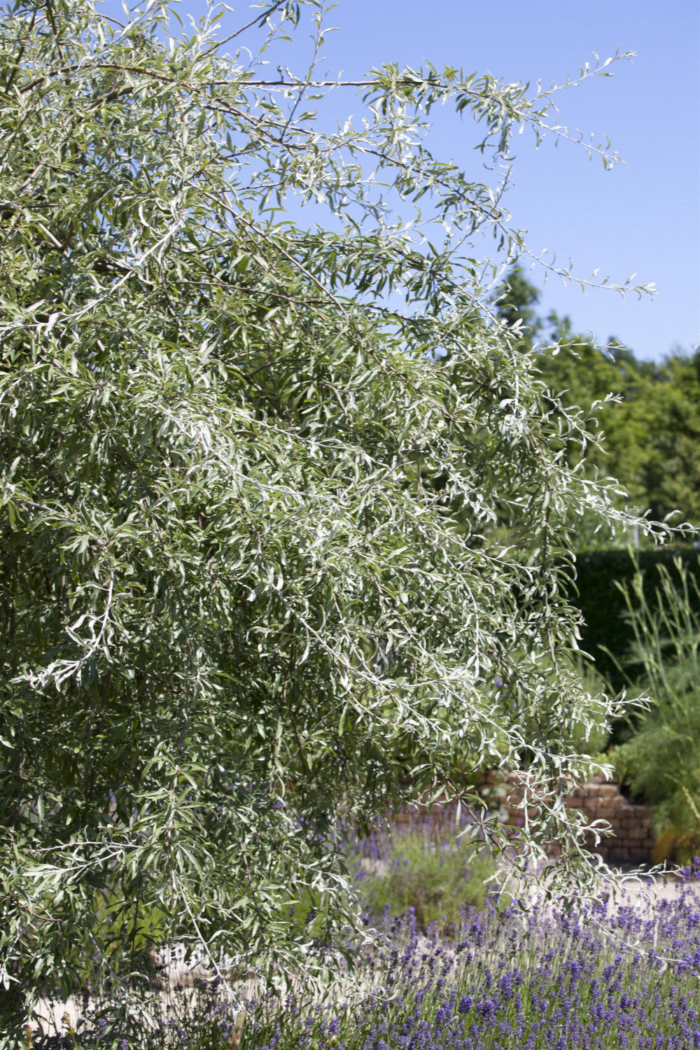 Pyrus salicifolia mit Sommerbelaubung, erhältlich von 60-100 bis 100-150 cm; Einsatz: ;;ab 16,60 Euro