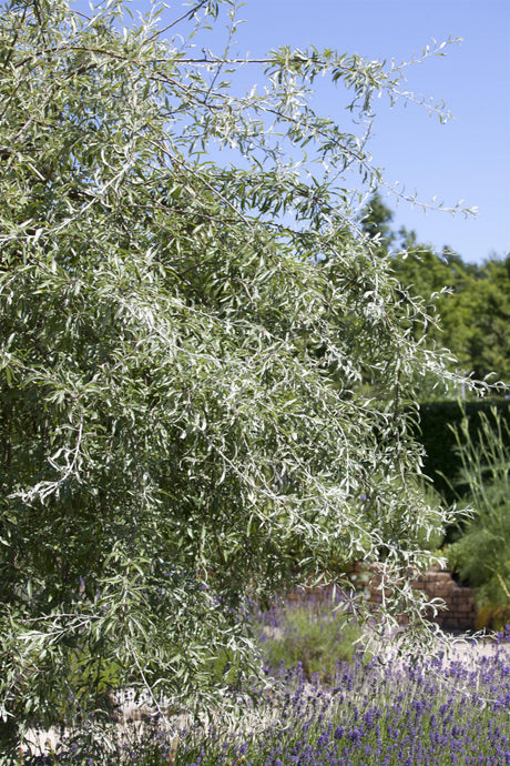Pyrus salicifolia mit Sommerbelaubung, erhältlich von 60-100 bis 100-150 cm; Einsatz: ;;ab 16,60 Euro