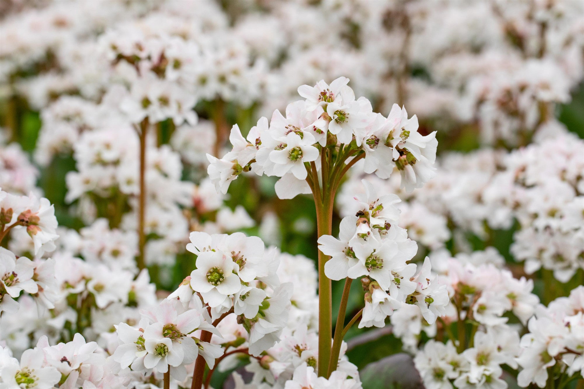 Bergenia cordifolia 'Baby Doll' (Garten-Bergenie)