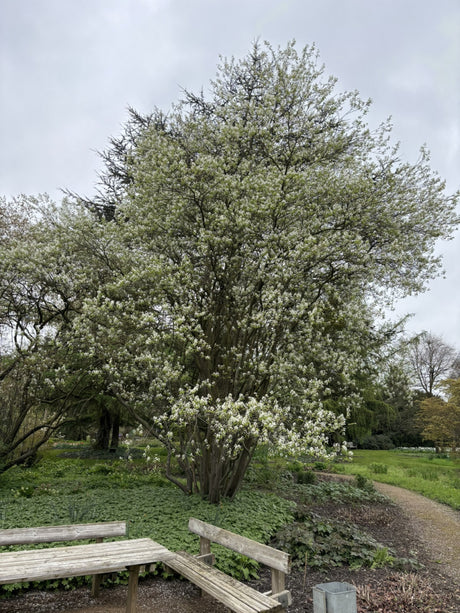 Felsenapfel; in Einzelansicht; anspruchslos; Einsatzmöglichkeit z.B. : Vogelnährgehölz;;mit zeitnaher Lieferung