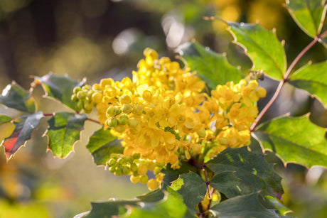 Mahonia aquifolium 'Apollo' mit Blüte, erhältlich von 20-25 bis 30-40 cm; Einsatz: ;;ab 21,50 Euro