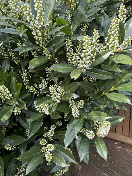 Prunus lauroc. 'Otto Luyken' mit Blüte, erhältlich von 20-30 bis 80-100 cm; Einsatz: ;;ab 11,60 Euro