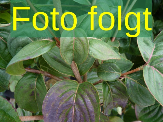 Bild wird ergänzt für Cornus florida 'Red Giant' (Amerik. Blumen-Hartriegel 'Red Giant')