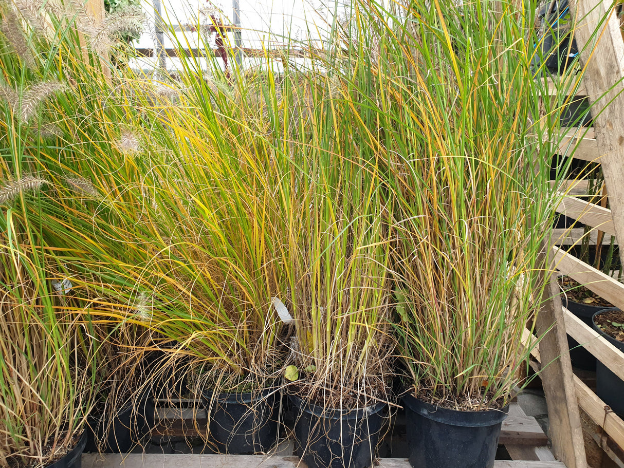 Garten-Federborstengras; vorbereitet für Versand; winterhart; Einsatzmöglichkeit z.B. : Kübel;;hier kaufen