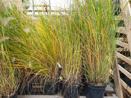 Garten-Federborstengras; vorbereitet für Versand; winterhart; Einsatzmöglichkeit z.B. : Kübel;;hier kaufen
