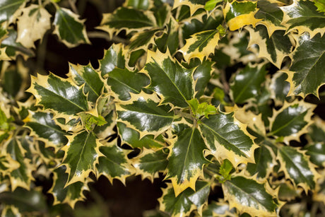 Ilex aquif. 'Silver Queen' mit Belaubung, erhältlich von 40-60 bis 60-80 cm; Einsatz: ;;ab 47,20 Euro
