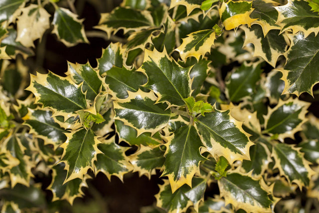 Ilex aquif. 'Silver Queen' mit Belaubung, erhältlich von 40-60 bis 60-80 cm; Einsatz: ;;ab 47,20 Euro
