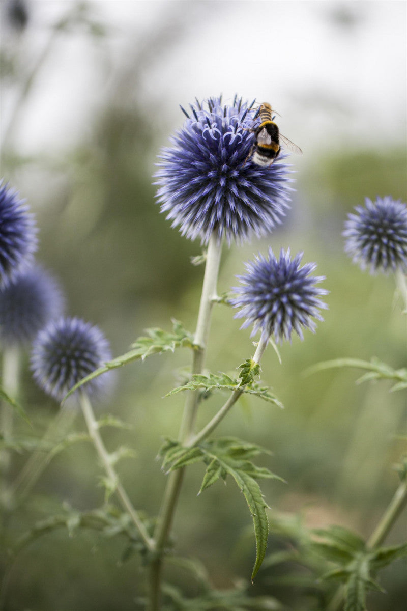Echinops ritro (Kugeldistel)