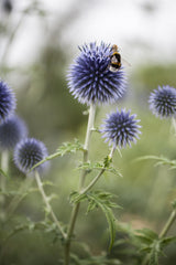 Echinops ritro; hier mit Blüte; bienenweide; Einsatzmöglichkeit z.B. : Staudenbeet;;ab 0,00 Euro