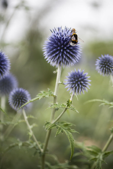 Echinops ritro mit Blüte; Einsatz: ;;ab 4,25 Euro