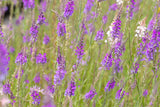 Linaria purpurea; hier mit Blüte; bienenweide; Einsatzmöglichkeit z.B. : Steingärten;;ab 0,00 Euro