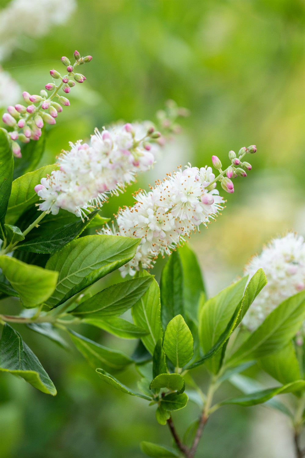 Schmalblättrige Zaubernuss mit Blüte, erhältlich als: ; Einsatz: Solitärgehölzwinterhart;;günstig mit Qualität