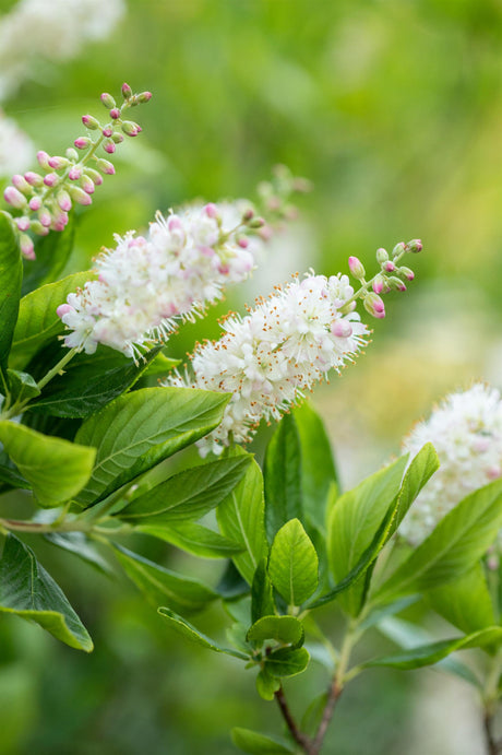 Schmalblättrige Zaubernuss mit Blüte, erhältlich als: ; Einsatz: Solitärgehölzwinterhart;;günstig mit Qualität
