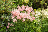 Astilbe japonica; schattenverträglichkeit;;ab 0,00 Euro