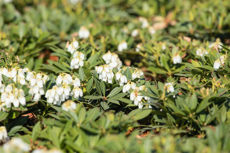 Pieris japonica 'Prelude' , erhältlich von 20-25 bis 40-60 cm;;ab 17,40 Euro