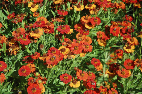 Helenium x cult. 'Baudirektor Linne' mit Blüte; Einsatz: , ;;ab 5,32 Euro