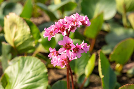 Bergenia cordifolia 'Herbstblüte' mit Blüte; Einsatz: ;;ab 5,35 Euro