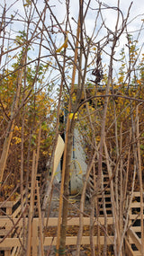 Apfel 'Rebella'; vorbereitet für Versand; reichblühend; Einsatzmöglichkeit z.B. : Obstbaum; erhältlich von 150-200 bis 450-650 cm;;hier kaufen