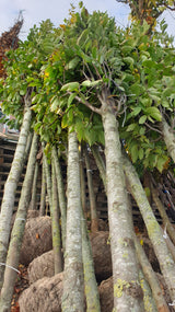 Säulen-Hainbuche; vorbereitet für Versand; schnittverträglich; Einsatzmöglichkeit z.B. : für Alleen;;mit zeitnaher Lieferung