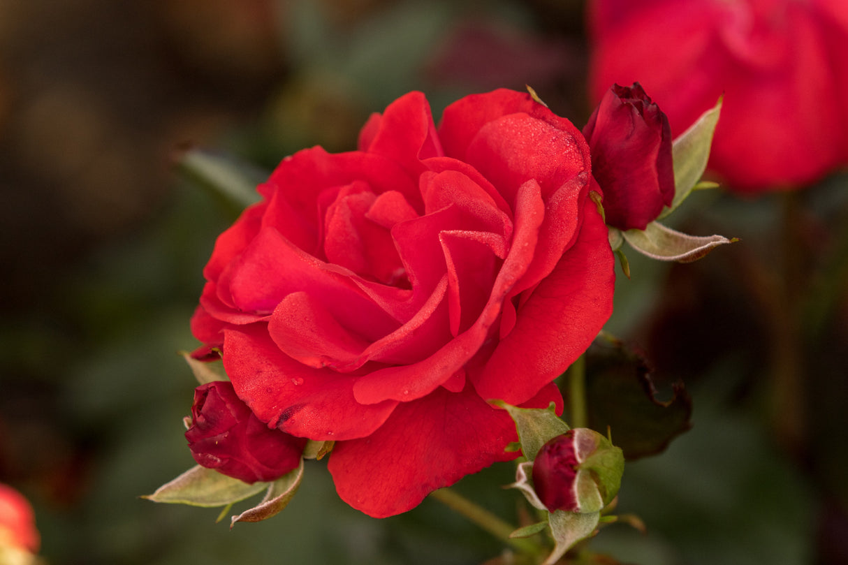 Rosa 'Montana' BT mit Blüte; Einsatz: ;;ab 6,50 Euro