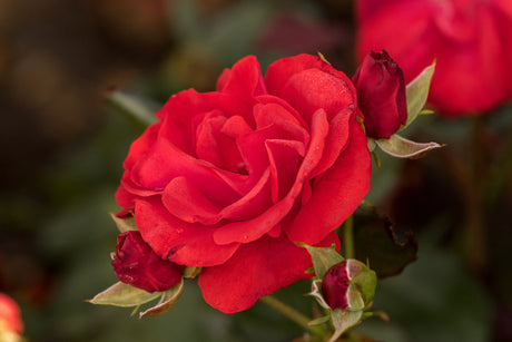 Rosa 'Montana' BT mit Blüte; Einsatz: ;;ab 6,50 Euro