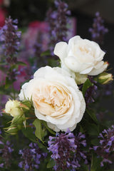 Rosa 'KOSMOS' BT; hier mit Blüte; winterhart; Einsatzmöglichkeit z.B. : Solitär;;ab 13,10 Euro