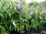 schmetterlings-buddleja 'purple prince' als Pflanze im Beet; Einsatz: Solitärpflanzewinterhart;;mit zeitnaher Lieferung