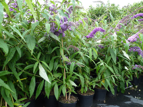 schmetterlings-buddleja 'purple prince'; als Pflanze im Beet; duftend; Einsatzmöglichkeit z.B. : Bienenweide;;mit zeitnaher Lieferung