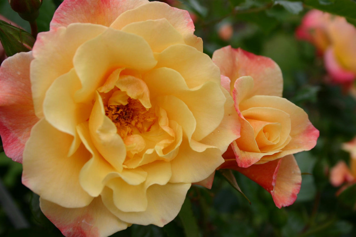 Rosa 'Moonlight' KL mit Blüte; Einsatz: , ;;ab 7,40 Euro