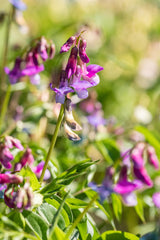 Lathyrus vernus; hier mit Blüte; frühe Blütezeit; Einsatzmöglichkeit z.B. : Steingärten;;ab 0,00 Euro