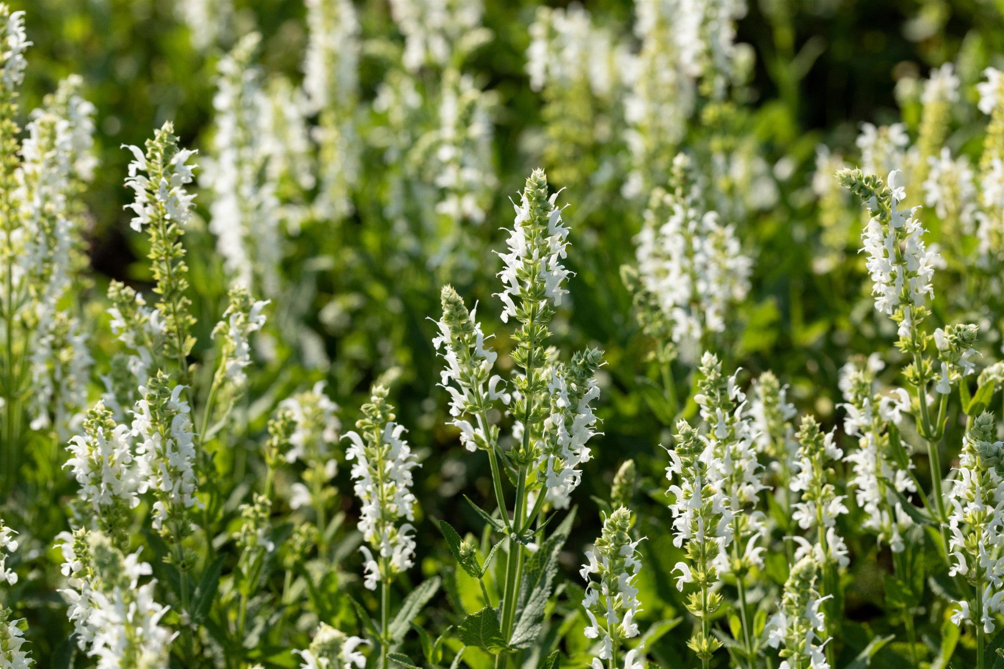 Salvia nemorosa 'Adrian' (Garten-Blüten-Salbei)