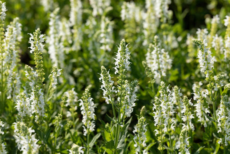 Salvia nemorosa 'Adrian' mit Blüte; Einsatz: ;;ab 3,70 Euro
