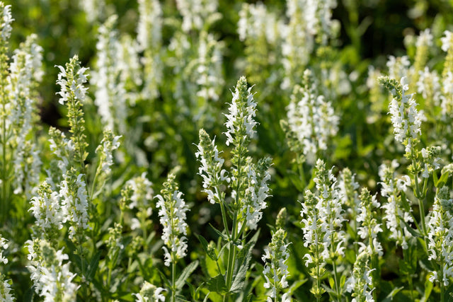 Salvia nemorosa 'Adrian' mit Blüte; Einsatz: ;;ab 3,70 Euro
