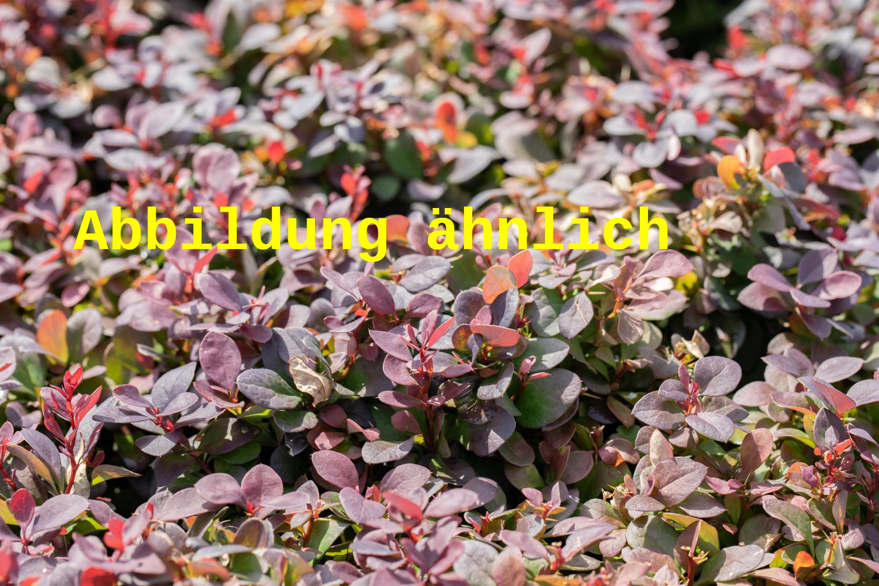 Berberis thunbergii 'Red Chief' (Berberitze 'Red Chief')