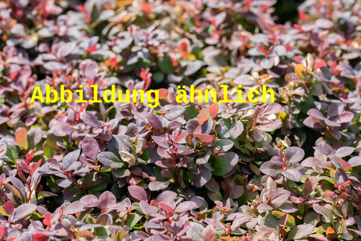 Berberis thunbergii 'Red Chief' (Berberitze 'Red Chief')