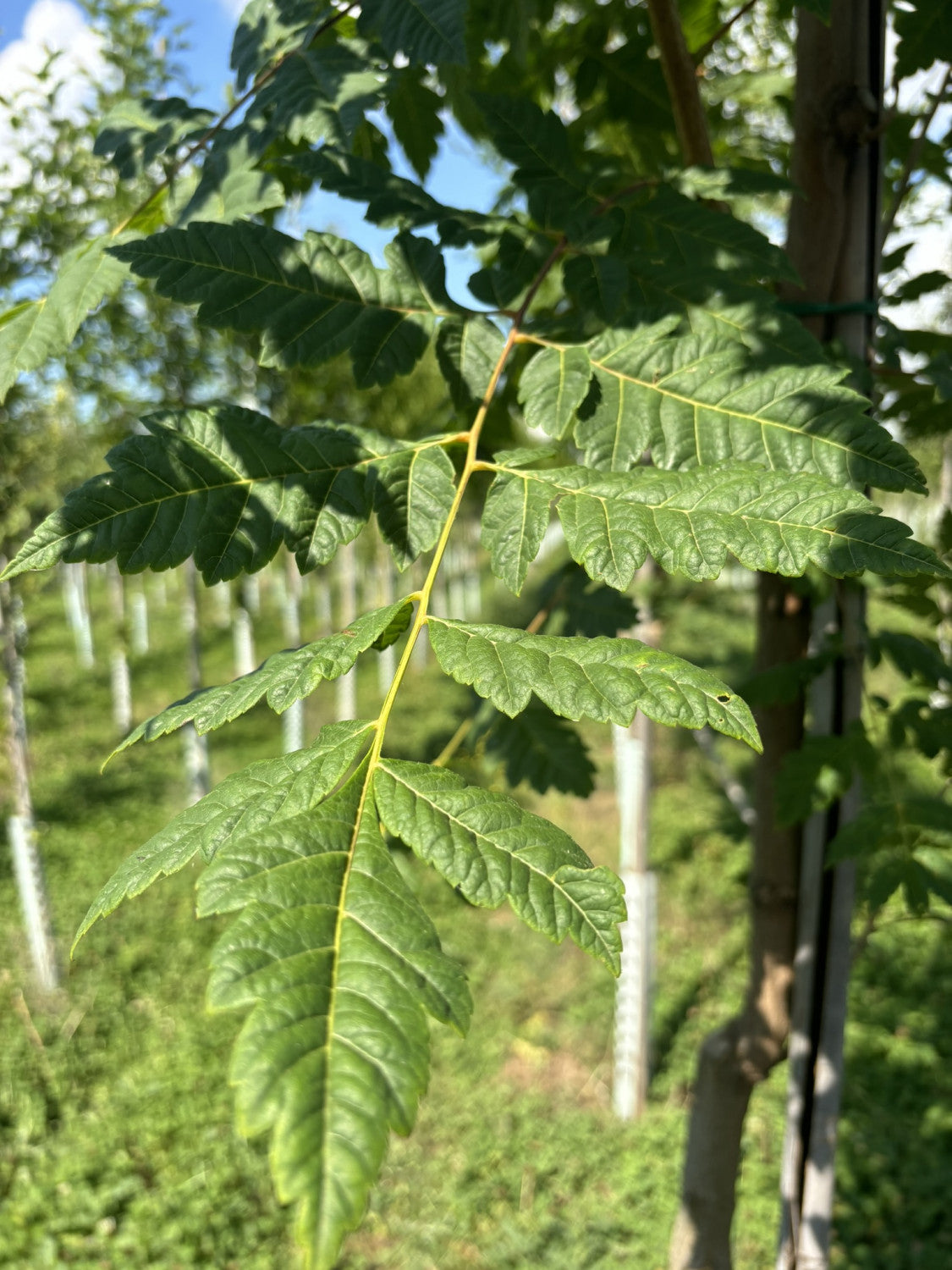 Chinesischer Blasenbaum mit Belaubung; Einsatz: Gartenwinterhart;;mit zeitnaher Lieferung