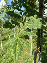 Chinesischer Blasenbaum mit Belaubung; Einsatz: Gartenwinterhart;;mit zeitnaher Lieferung