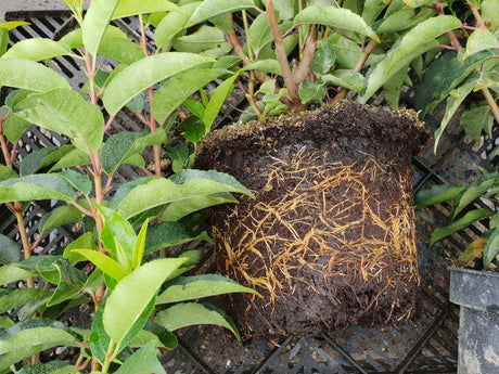 Prunus lusitanica 'Angustifolia'; hier im Topf; winterhart; Einsatzmöglichkeit z.B. : Vogelschutzhecke;;ab 56,00 Euro