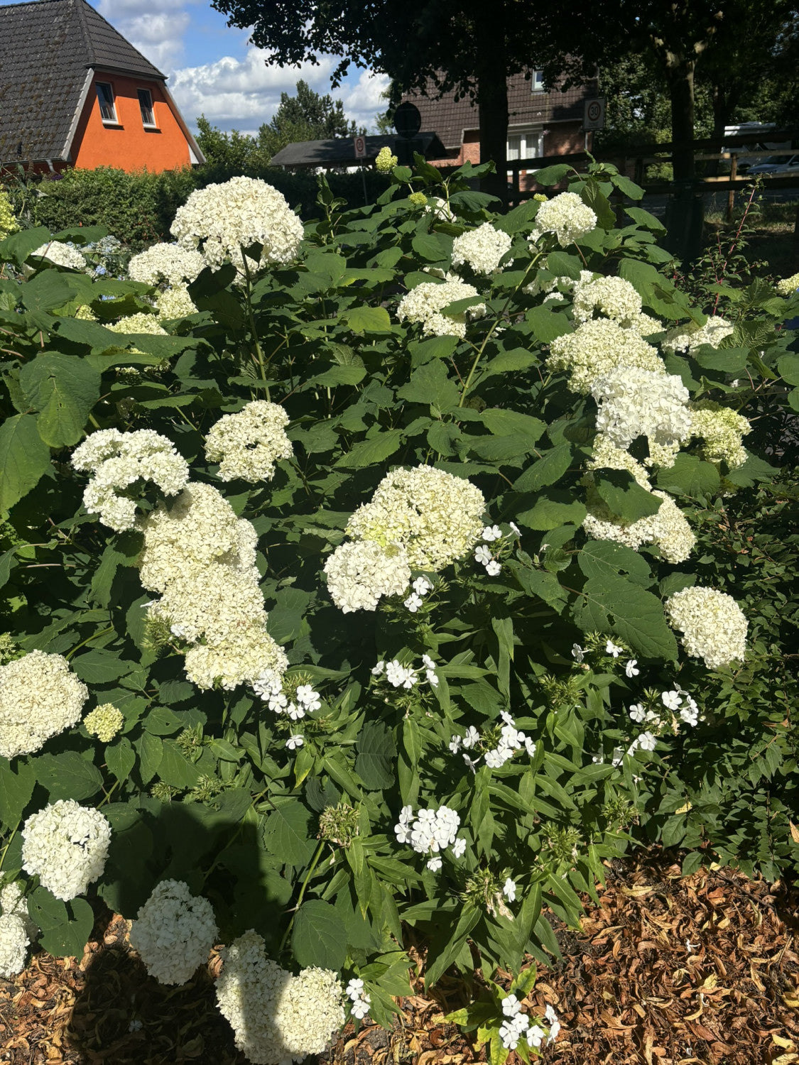 Hydrangea arborescens 'Annabelle' mit Blüte, erhältlich von 40-60 bis 80-100 cm; Einsatz: ;;ab 20,40 Euro