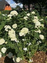 Hydrangea arborescens 'Annabelle' mit Blüte, erhältlich von 40-60 bis 80-100 cm; Einsatz: ;;ab 20,40 Euro
