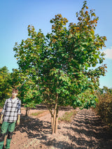 Acer platanoides HkG 80004; schnellwüchsig;;ab 1,62 Euro