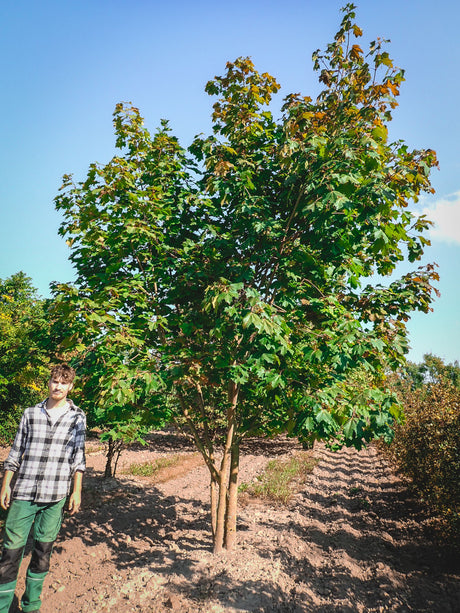 Acer platanoides HkG 80004; schnellwüchsig;;ab 1,62 Euro