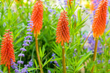 Kniphofia uvaria 'Alcazar'; hier mit Blüte; bienenfreundlich; Einsatzmöglichkeit z.B. : Staudenbeet;;ab 0,00 Euro