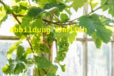 Genaues Foto für Vitis 'Veltliner Grün' folgt; dieses ähnliche Bild dient der Illustration von Weintraube 'Veltliner Grün'
