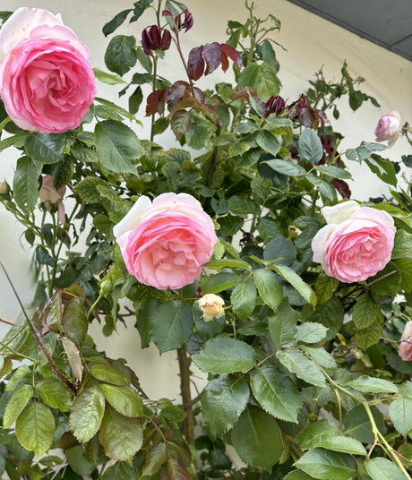 Kletterrose 'Eden Rose '85'; hier mit Blüte; remontierend; Einsatzmöglichkeit z.B. : Rosenbögen; erhältlich als: Rose in A-Qualität;;hier kaufen