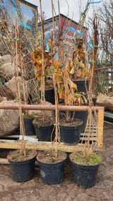 Weiße Forsythie; vorbereitet für Versand; duftende Blüten; Einsatzmöglichkeit z.B. : Heckenpflanze; erhältlich von 40-60 bis 60-80 cm;;hier kaufen