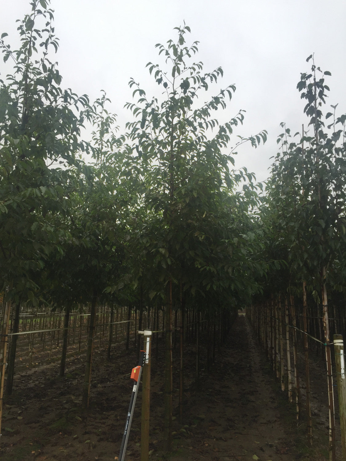 Alnus spaethii mit Sommerbelaubung, erhältlich von 270-330 bis 450-650 cm ;;ab 221,00 Euro