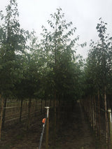 Alnus spaethii mit Sommerbelaubung, erhältlich von 270-330 bis 450-650 cm ;;ab 221,00 Euro